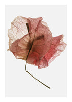 canvas-print-delicate-petal-veins