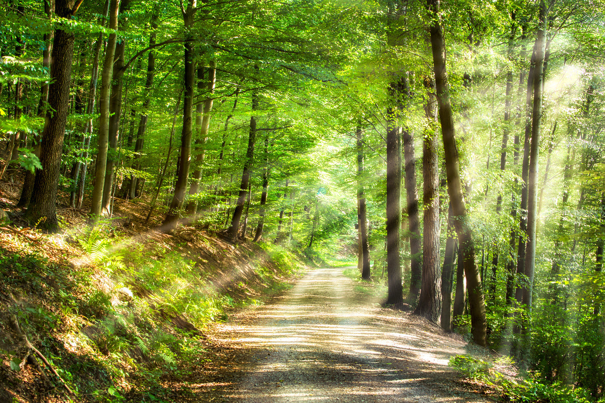 poster-print-gruner-wald-im-sommer-mit-sonnenstrahlen