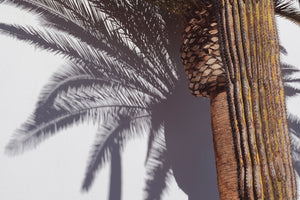 3-piece-acrylic-print-las-vegas-shadows-palm-tree