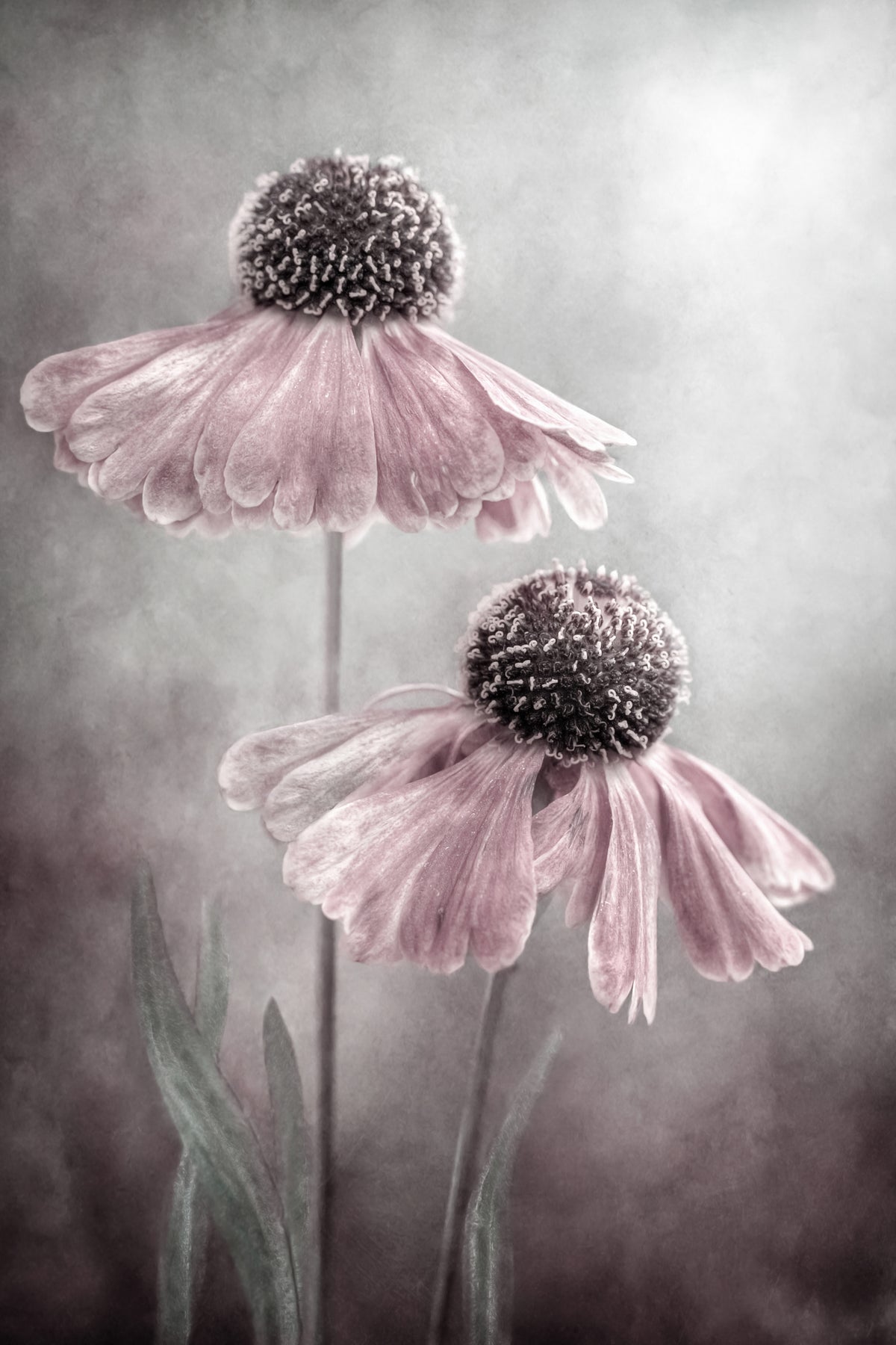 acrylic-print-duet-x