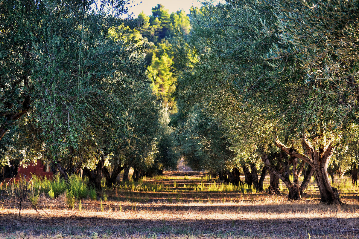 3-piece-canvas-print-magnificent-olive-trees