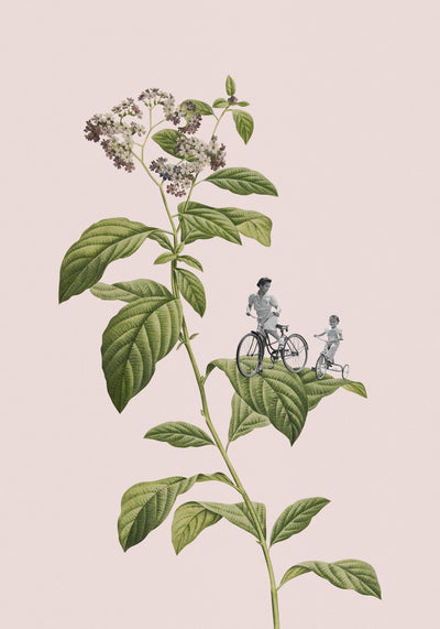 poster-print-botanical-cycling