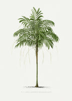 poster-print-ii-areca-monostachya