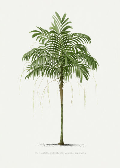 poster-print-ii-areca-monostachya