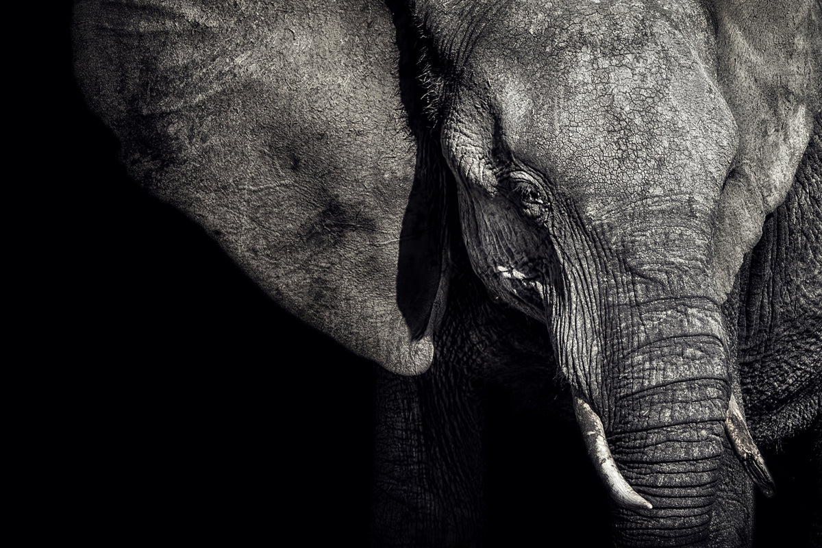framedposter-print-the-matriarch
