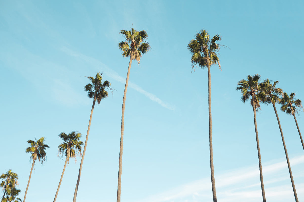 3-piece-canvas-print-a-sky-full-of-palm-trees