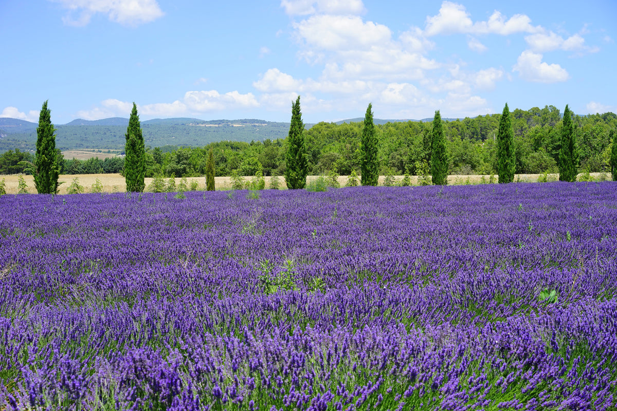 aluminium-print-magnificent-lavender-field