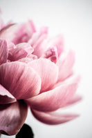 aluminium-print-peony-1-46xez