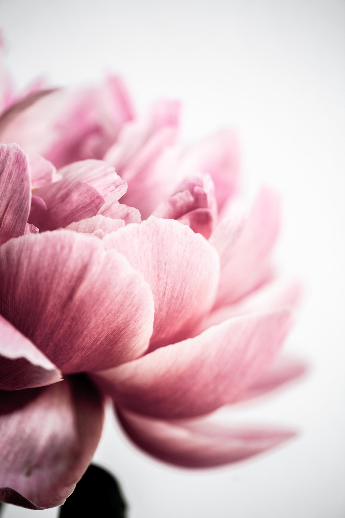 aluminium-print-peony-1-46xez