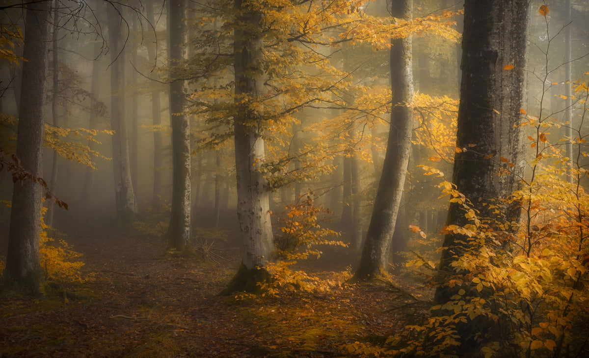 canvas-print-autumn-woods