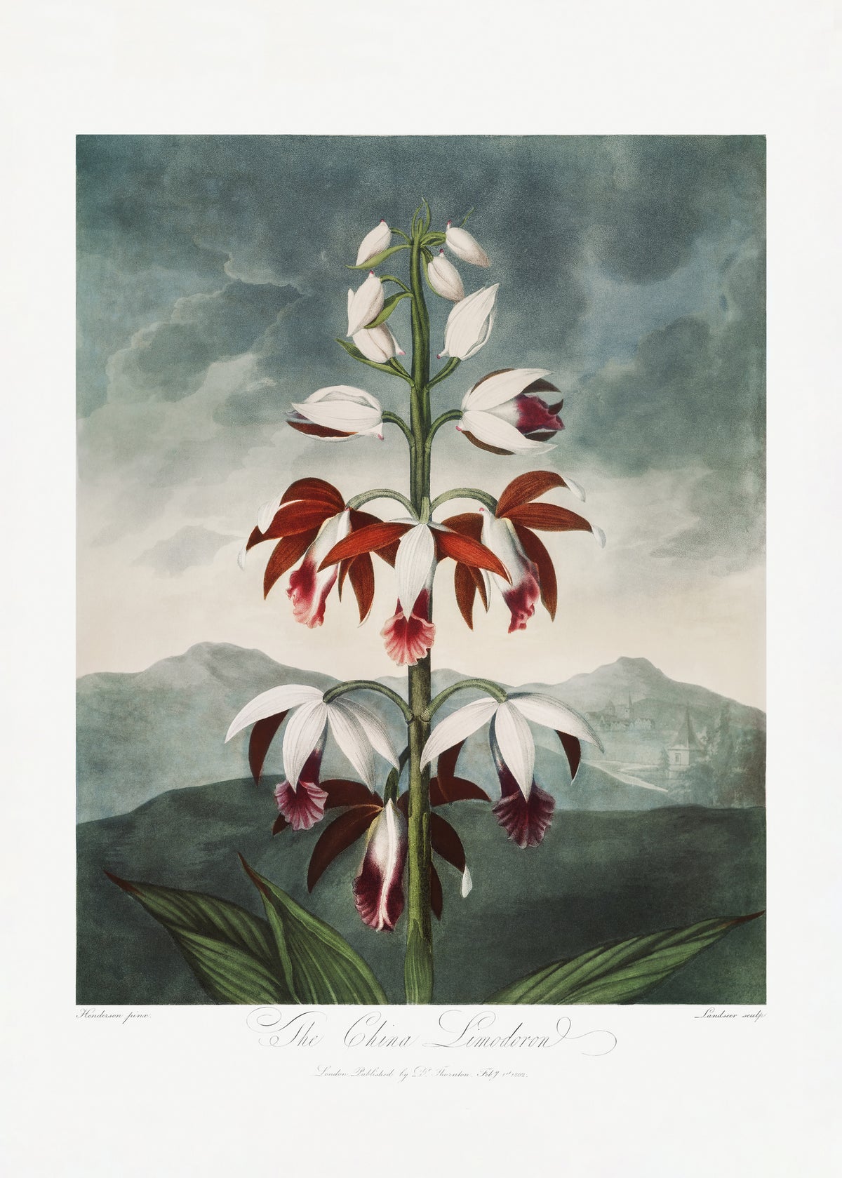 canvas-print-the-chinese-limodoron-from-the-temple-of-flora-1807