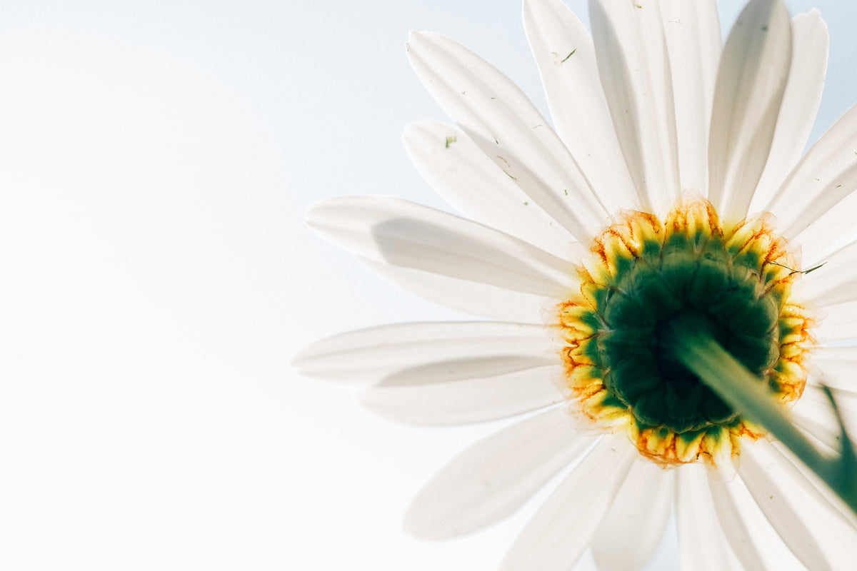 canvas-print-a-daisy