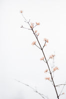 acrylic-print-twig-with-small-flowers