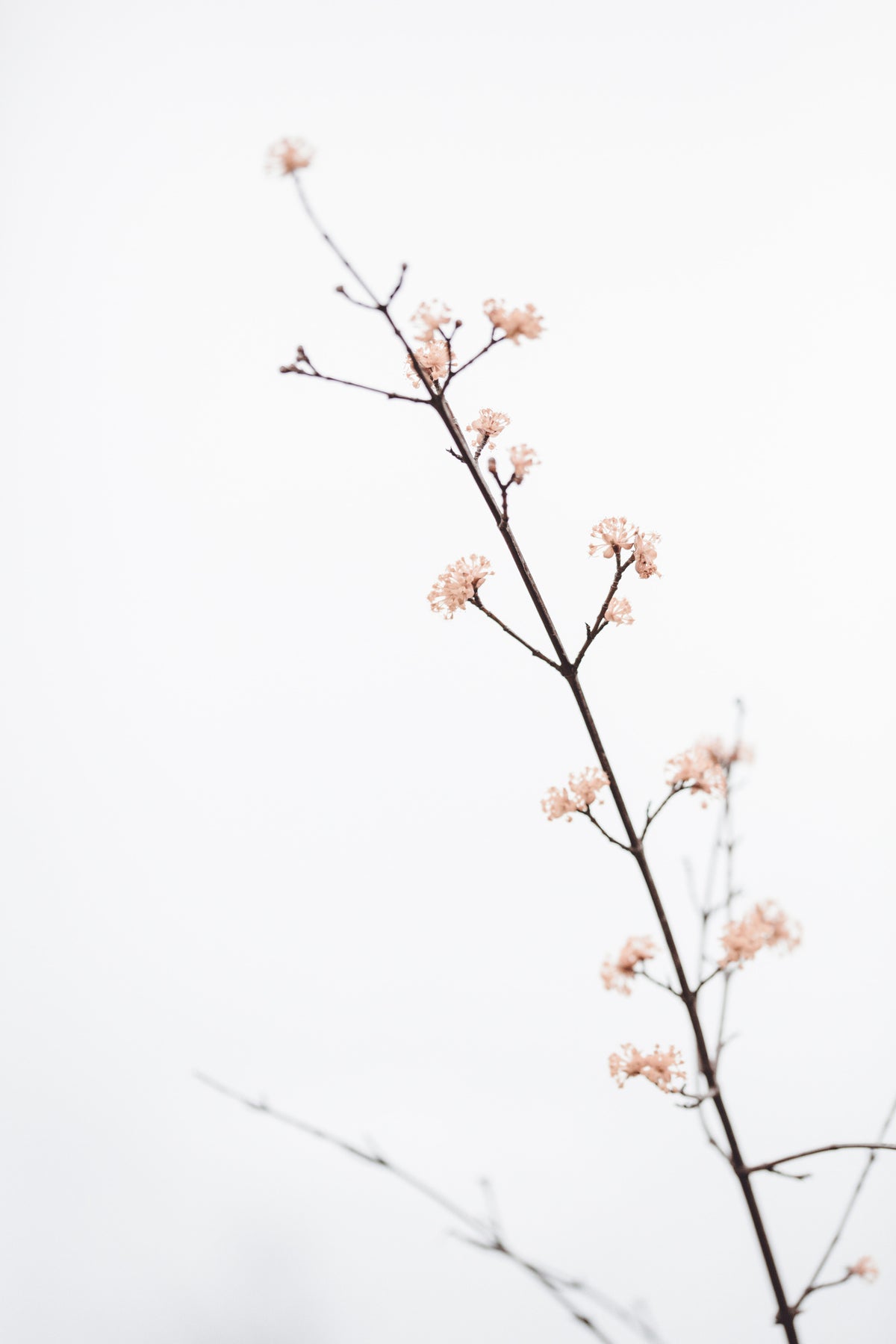 acrylic-print-twig-with-small-flowers
