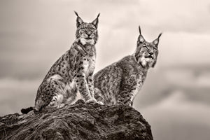 canvas-print-two-lynx-on-rock