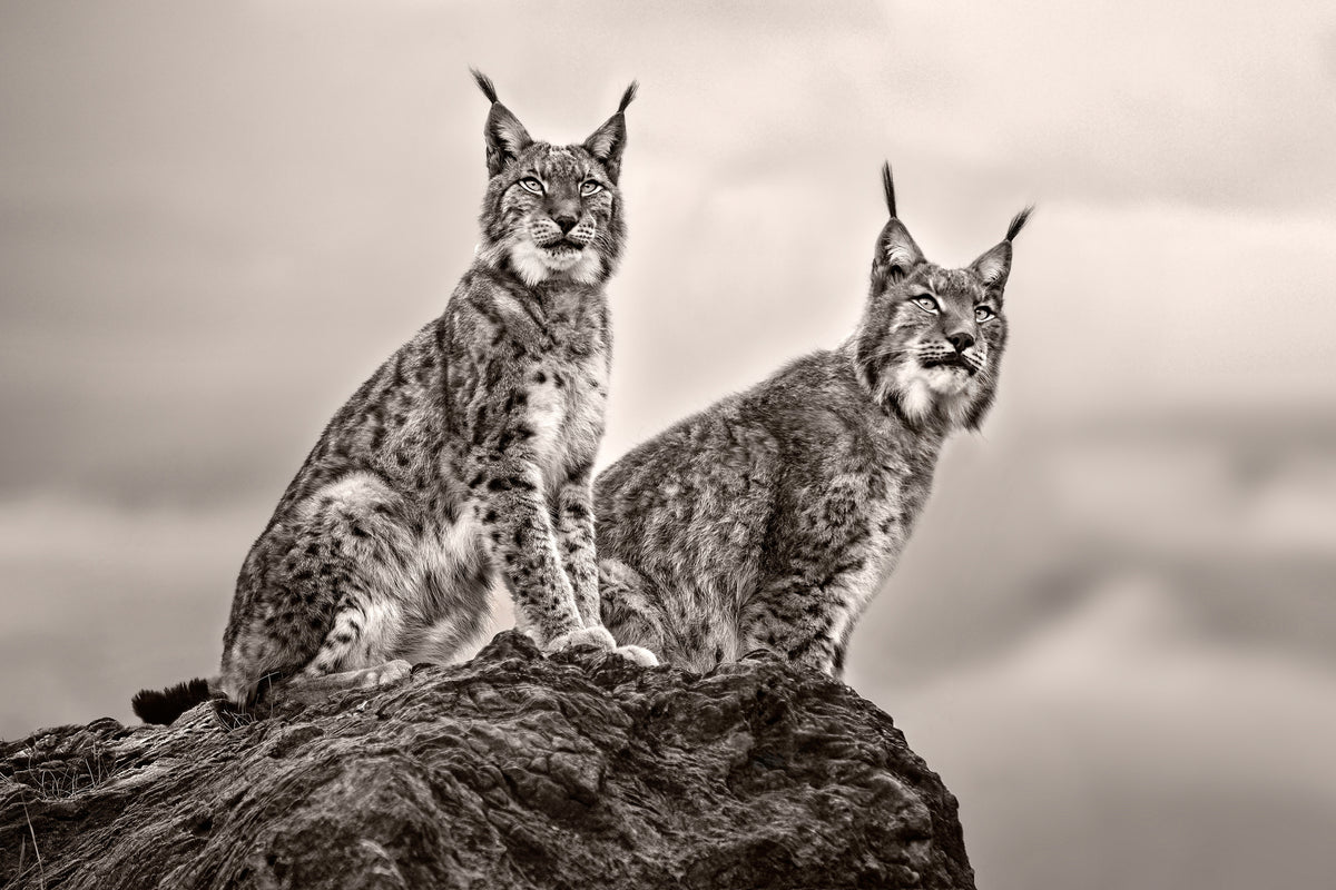 canvas-print-two-lynx-on-rock