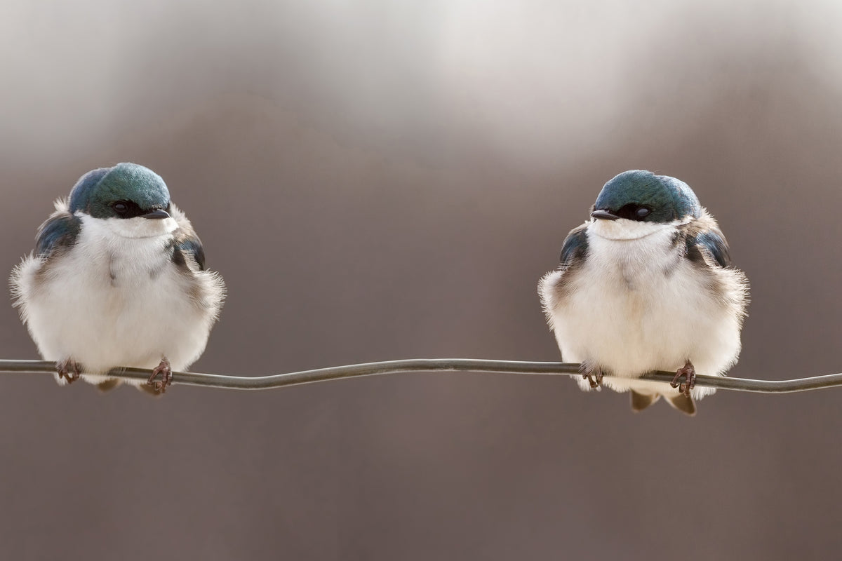 framedcanvas-print-birds-on-a-wire-x