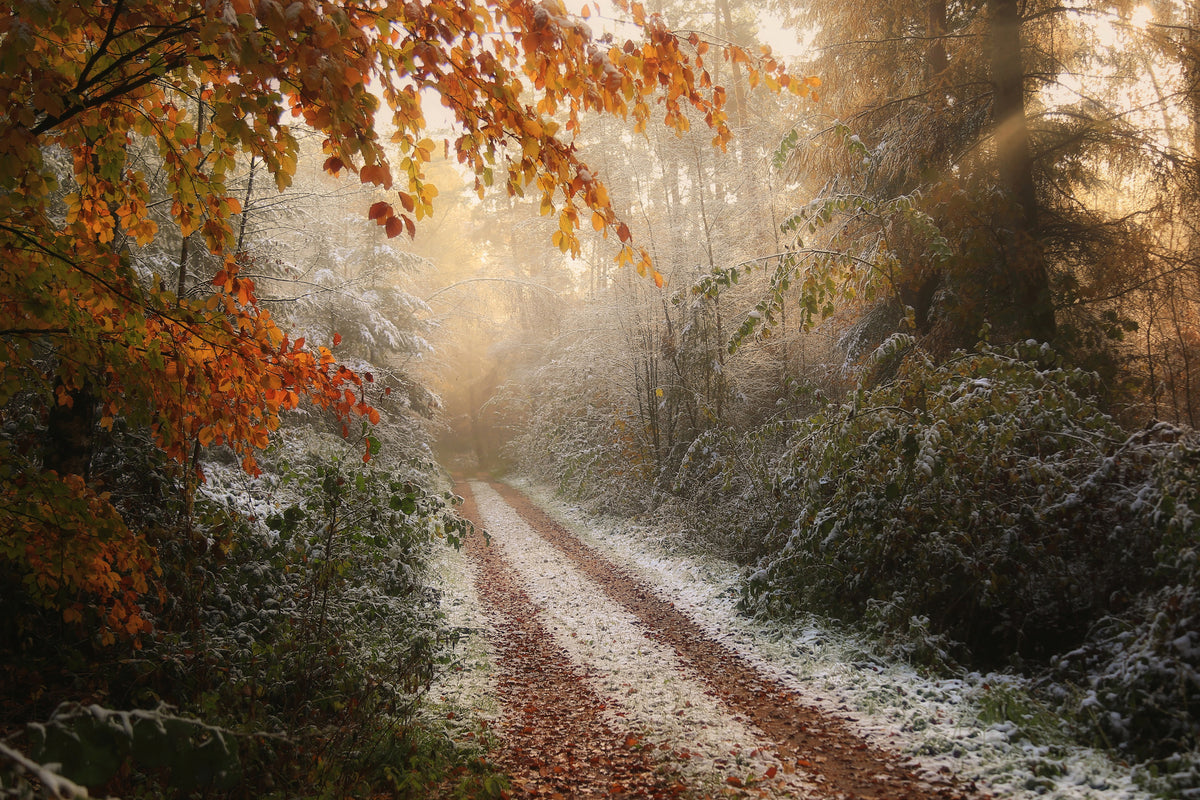 acrylic-print-frosty-fall-x