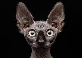 modern-4-piece-aluminium-print-sphynx-cat