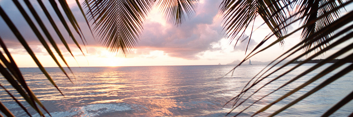 panoramic-poster-print-under-palm-leaves-panorama