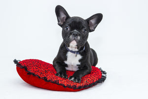 3-piece-canvas-print-bulldog-to-fall-in-love