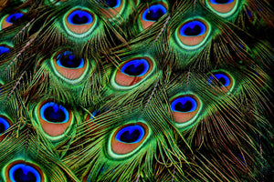 framedposter-print-peacock-feathers-xxl
