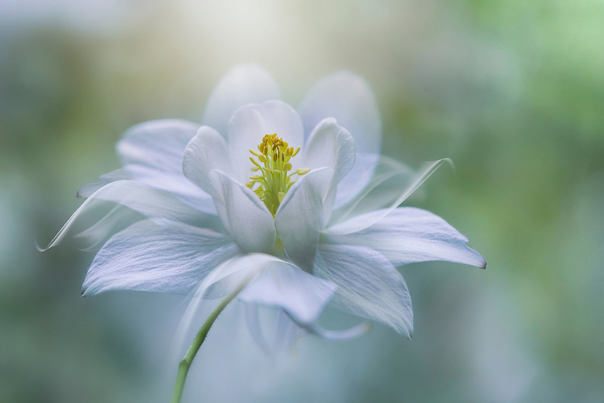 framedcanvas-print-purity-xup