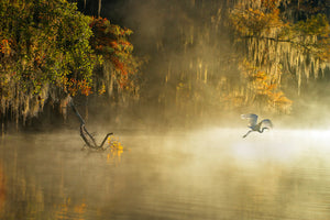 3-piece-acrylic-print-egret