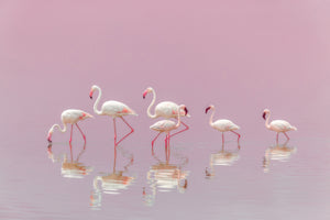 canvas-print-flamingos-xyo