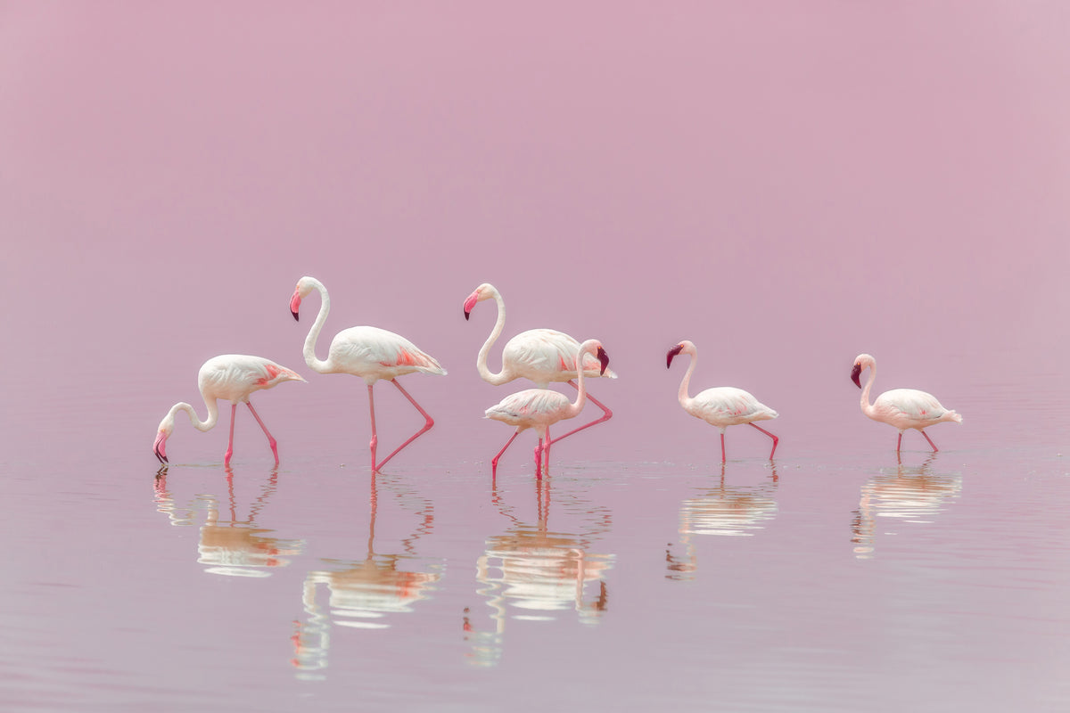 canvas-print-flamingos-xyo