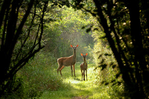poster-print-wild-and-free-in-the-forest