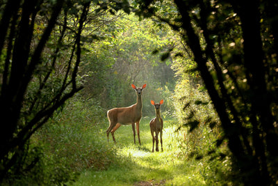 poster-print-wild-and-free-in-the-forest