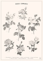 framedcanvas-print-roses-2