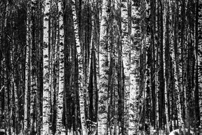 poster-print-many-birches-xl