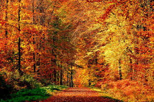 poster-print-chemin-dautomne