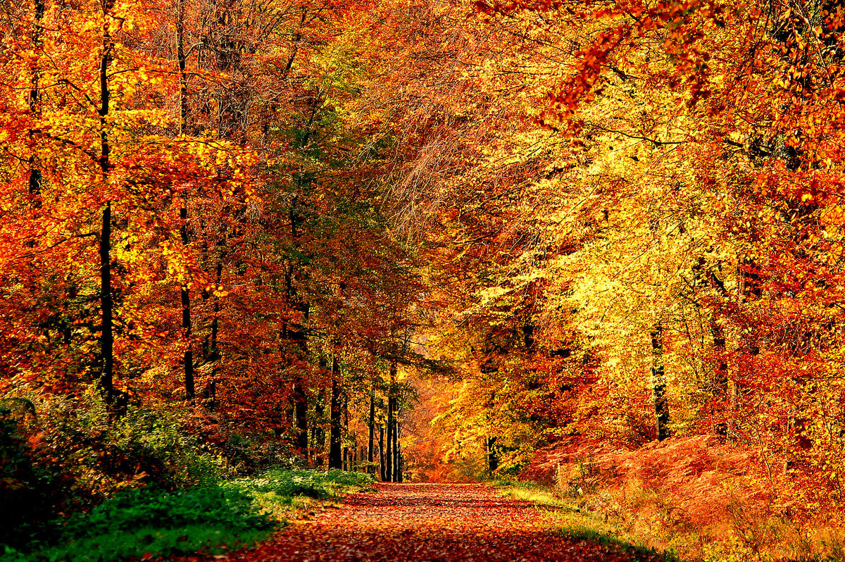 poster-print-chemin-dautomne