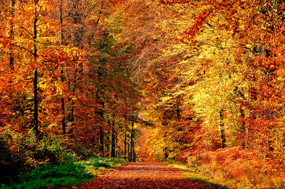 poster-print-chemin-dautomne
