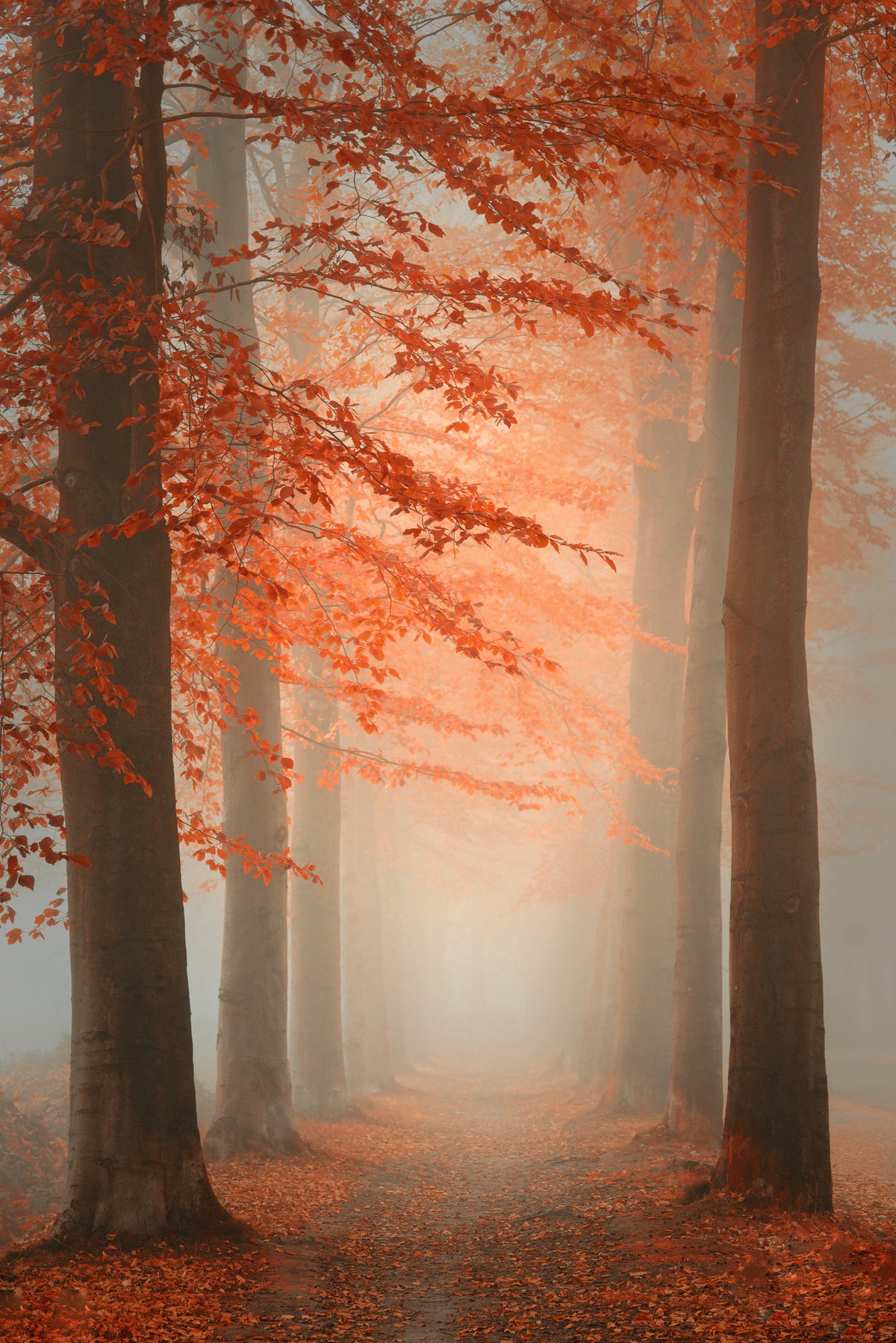 canvas-print-autumn-dream-6