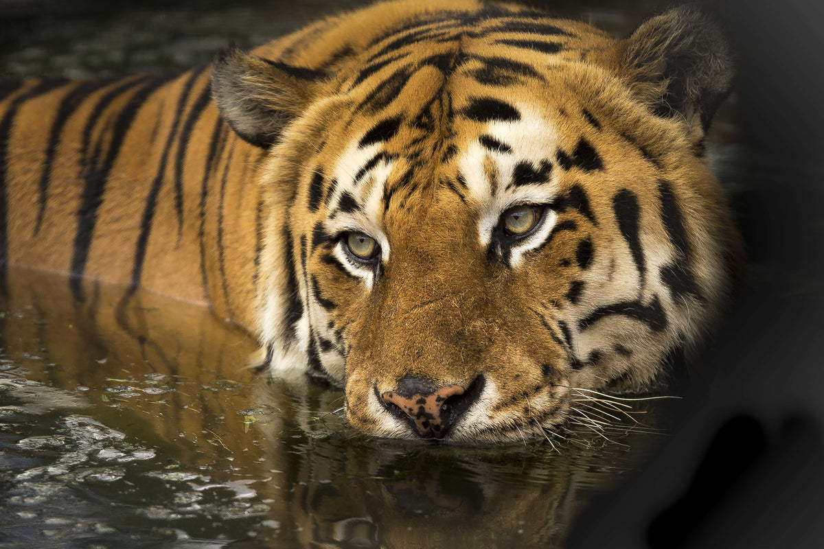 canvas-print-tiger-in-the-water