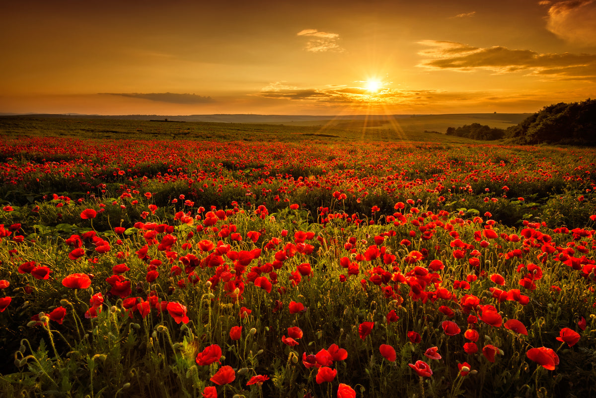 framedposter-print-poppy-field-at-sunset-z83cr
