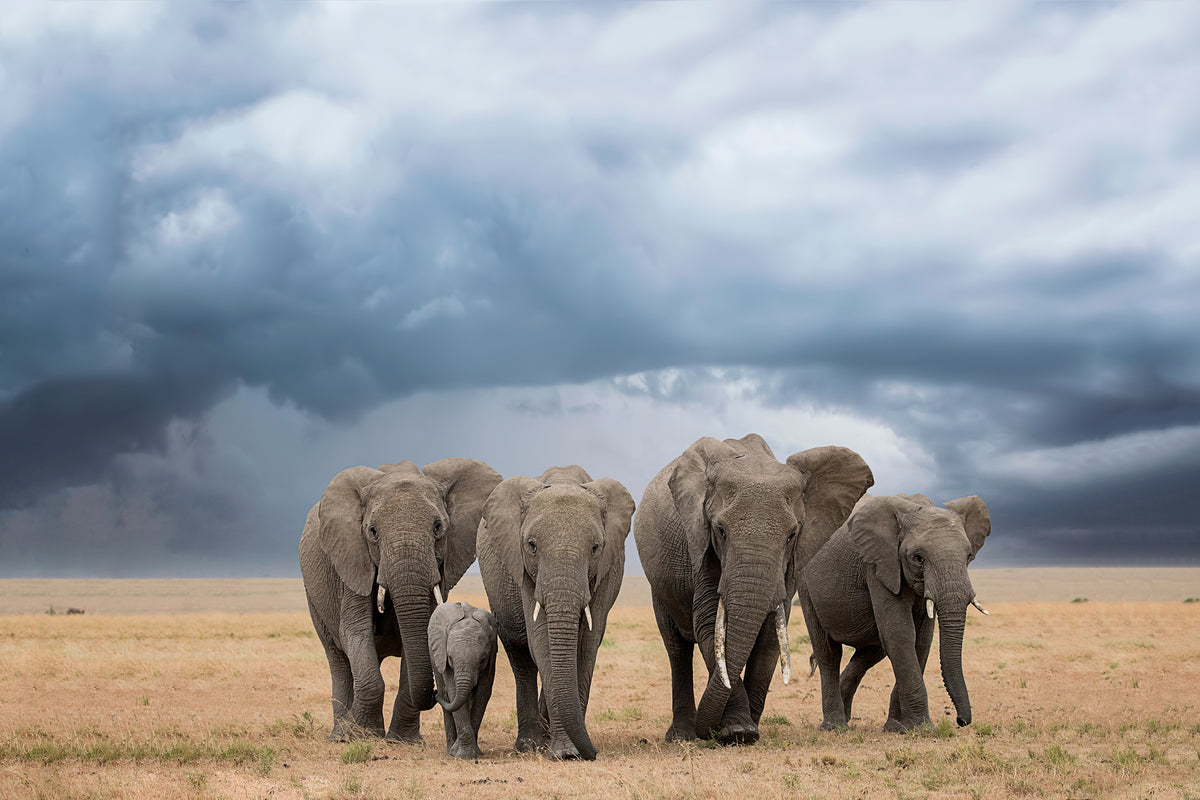 aluminium-print-elephant-walk-x