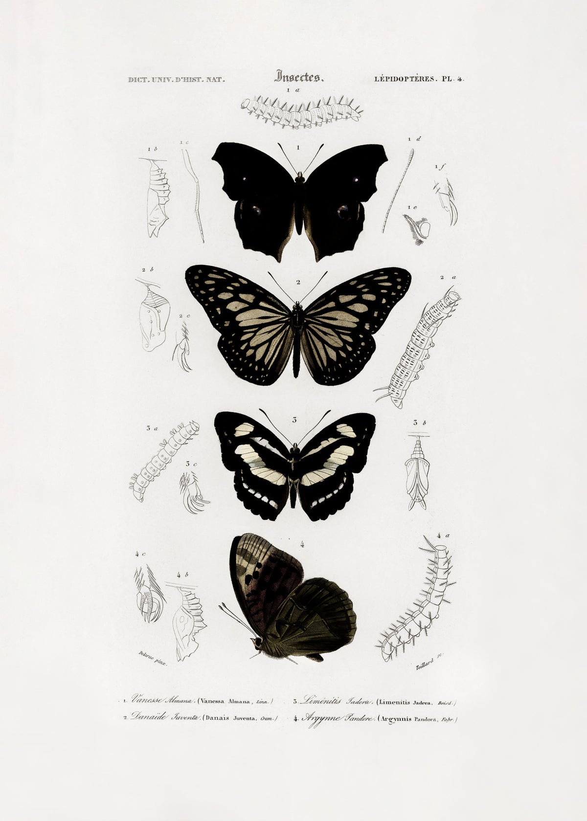 acrylic-print-collection-of-butterflies-01