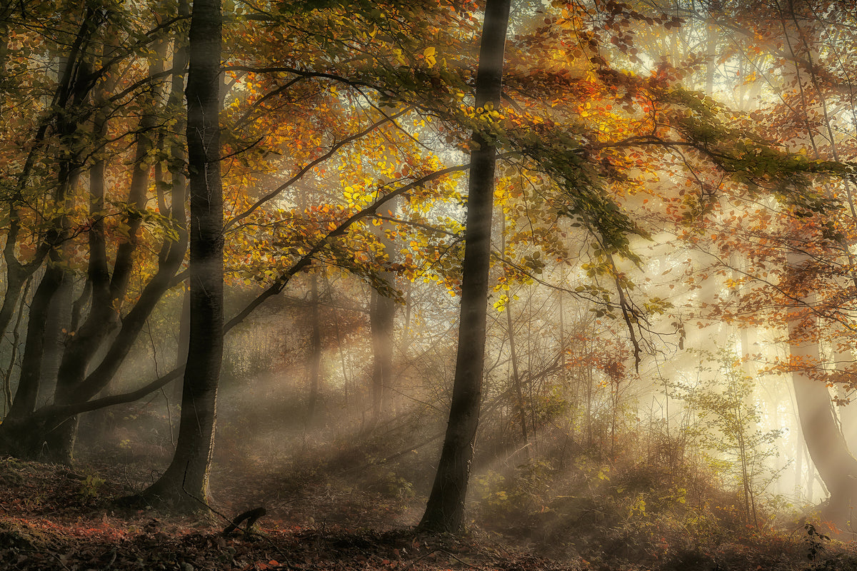 aluminium-print-the-lights-of-the-forest-x