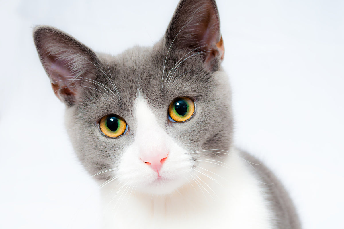 framedposter-print-noble-cat