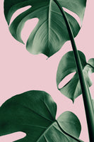 aluminium-print-monstera-pink-no-06