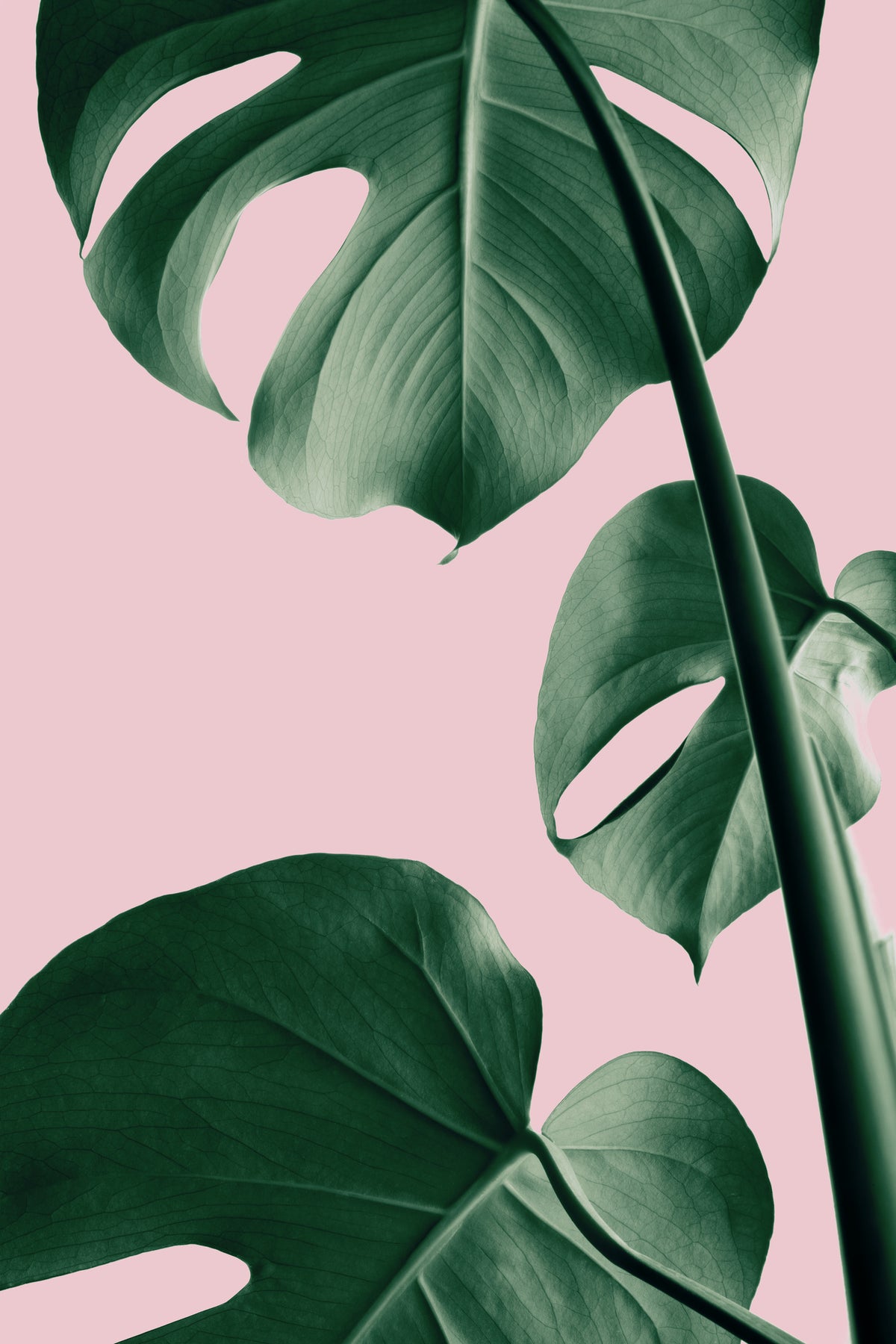 aluminium-print-monstera-pink-no-06