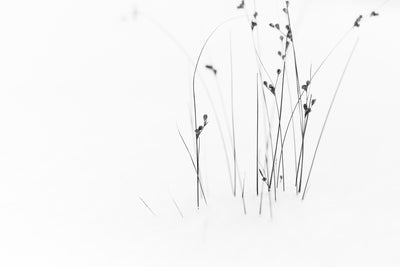 poster-print-black-on-white