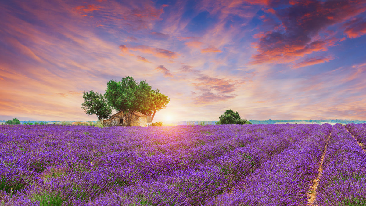 5-piece-canvas-print-lavender-field-valensole-france
