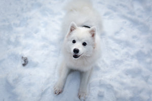 framedposter-print-dogs-joy-in-the-snow