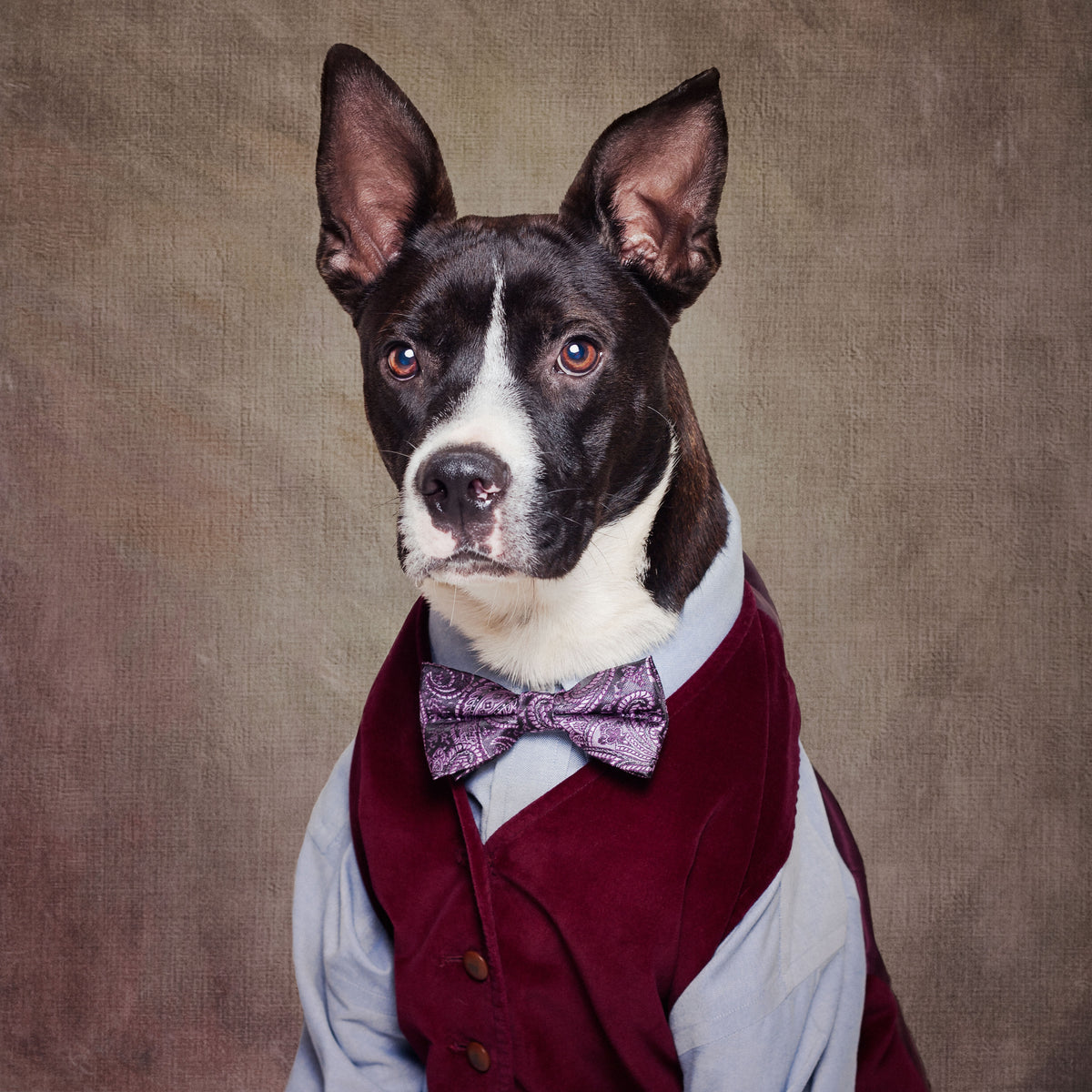 poster-print-shelter-pets-project-petey